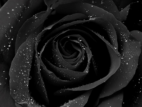 Hoa hồng đen tượng trưng cho những đam mê và kháo khao trong tình yêu